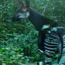A wild animal in its natural habitat, illustrating something uncommon.