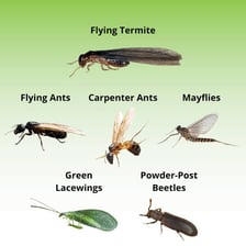 Small insects, including a gnat and a termite.