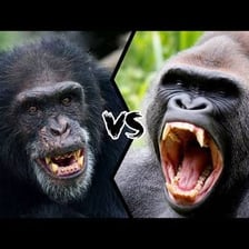 A chimpanzee and a gorilla shown for comparison.