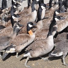 A flock of adult geese