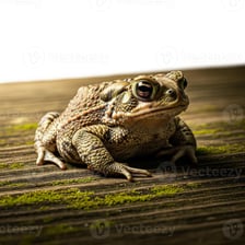 Close-up of a toad showing its warty skin.