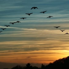 A flock of birds flying south during seasonal migration