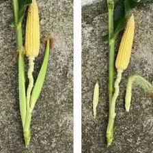 An ear of corn attached to a corn stalk.