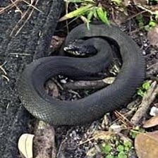 A steaming kettle beside a snake with its mouth open