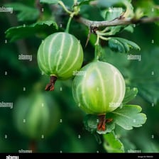 A close-up of fresh green gooseberries.