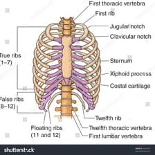 An anatomical illustration of the human rib cage.