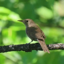 A small brown wren perched on a branch.