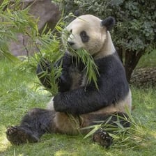 A giant panda eating bamboo