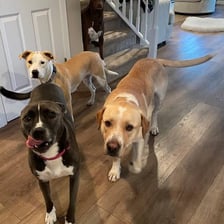 Several dogs of visibly mixed breeds together.