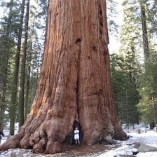A towering giant sequoia illustrating something enormous.