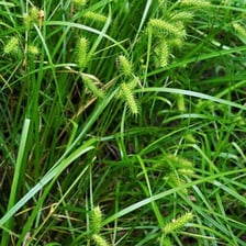 A clump of sedge plants growing in a wetland