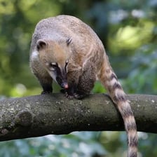 A coati with a long snout and ringed tail.