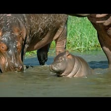 A young hippopotamus standing near its mother.