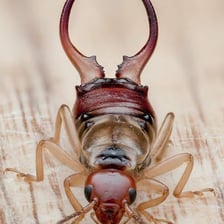 A close-up of an earwig showing its rear pincers