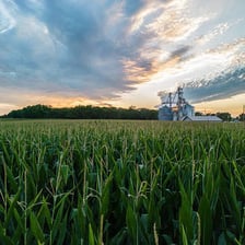 A cornfield in Iowa