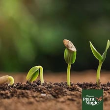 A young plant emerging from the soil