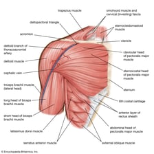 A labeled anatomical illustration showing the pectoral and deltoid muscles