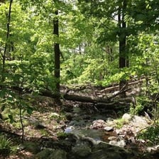 A wooded landscape in the Ramapo Mountains.