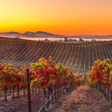 Rows of grapevines in California’s Napa Valley