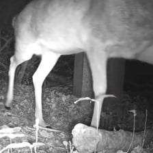 A deer photographed by a motion-activated wildlife camera.