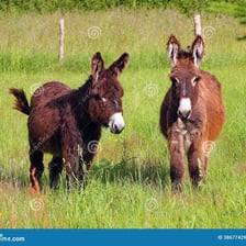 Two donkeys standing in a field.