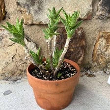 Aloe plants showing lace aloe and tiger-tooth varieties