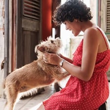 A domesticated pet dog beside its owner