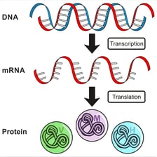 An educational diagram showing genetic transcription from DNA into RNA