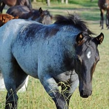 A horse with a visibly speckled roan coat