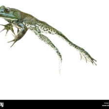 A frog captured mid-hop