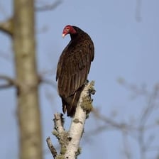 Turkey vulture with a red featherless head perched on a branch