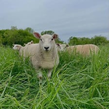 Female sheep standing in a pasture
