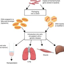 An educational illustration of DNA being used in gene therapy.