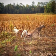 A pack of hounds pursuing a trail across a field
