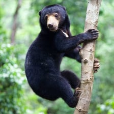A Malayan sun bear standing in a forest.