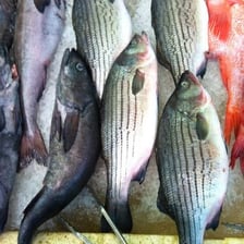 A bass guitar shown beside a Chilean sea bass fish.
