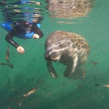 A manatee swimming in shallow coastal water
