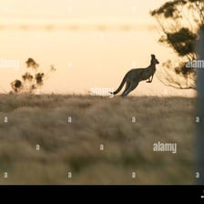 Kangaroos hopping across an Australian landscape.