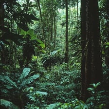 A forest with closely packed, thick foliage