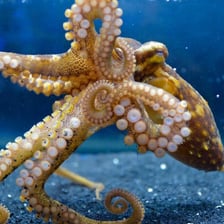 An octopus displaying its eight arms