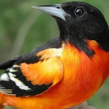A Baltimore oriole with bright orange and black plumage