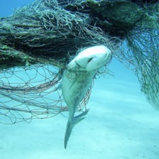 An animal visibly entangled in a mesh net.
