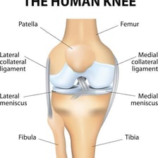 An anatomical illustration showing the human knee joint