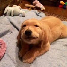 A cute puppy prompting an affectionate reaction