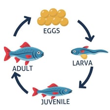 An educational illustration showing fish eggs developing into young fish.