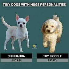 Several small dog breeds commonly classified as toy dogs.