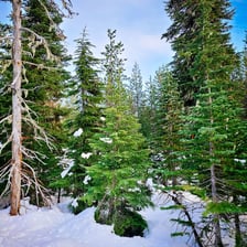 Fir trees, including decorated Christmas trees, in a forest setting