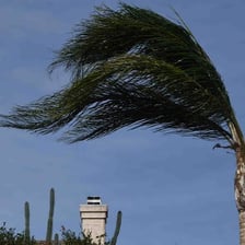 Palm trees and dusty skies during Santa Ana winds in Southern California