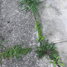 A green weed emerging through a crack in a paved surface