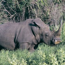 A rhinoceros standing in a natural grassland habitat.